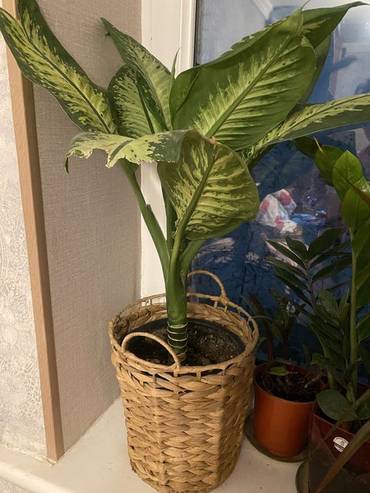 Проданться дефинбахия