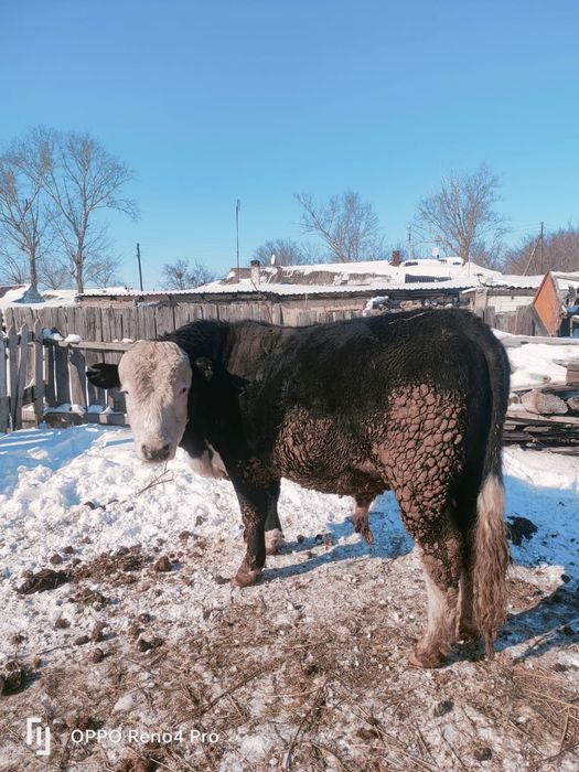 Продаётся бычок / бұқа сатылады