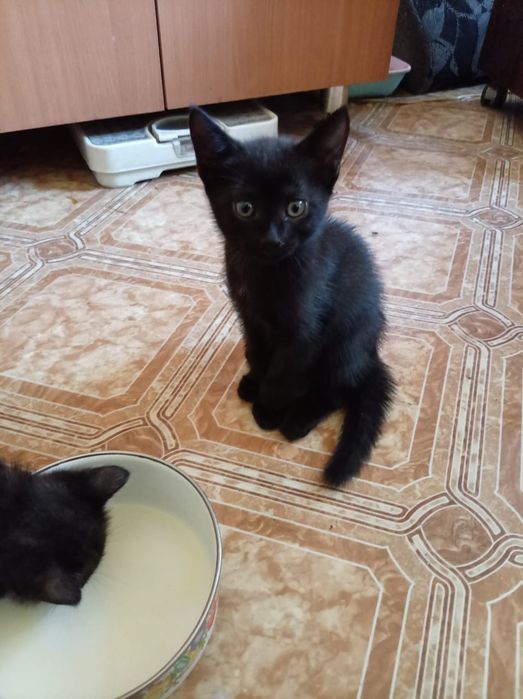 Отдам котят в добрые руки