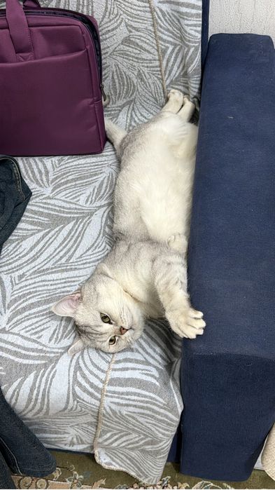 кот Шотландский прямоухий