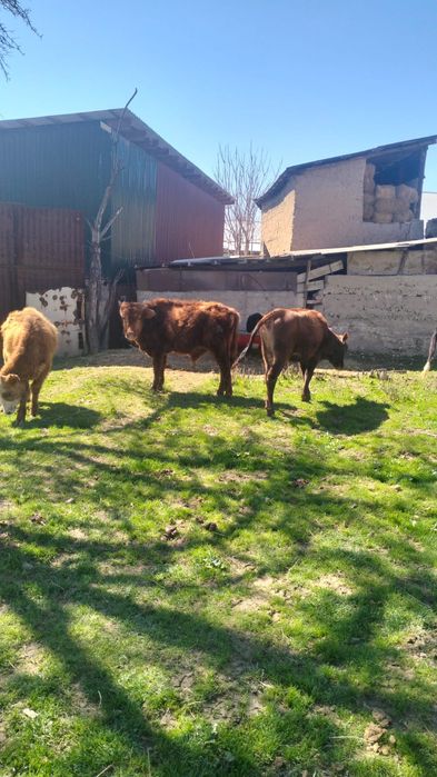 Бұзау 1 жасар  сатылады