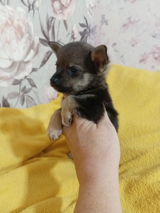 Продам щенка шпице тоя