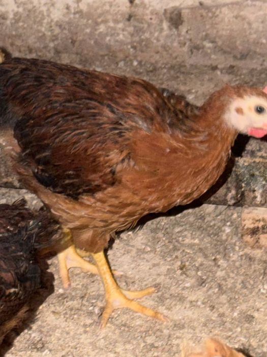 Цветные цыплята привытые    Жужалар