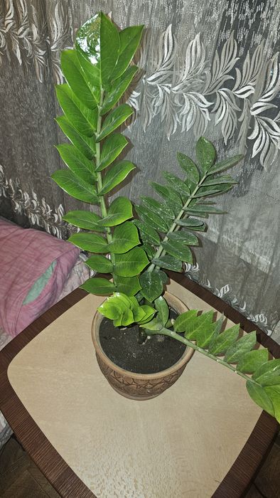 Продам цветок Долларовое дерево