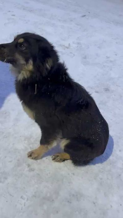 Прибилась собачка, в ошейнике. Ищем владельца!