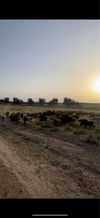 Қой Сатылады