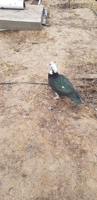 Продаются Индоутки 3 шт