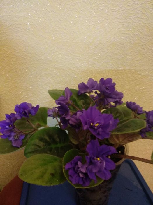 Живые цветы, фиалки