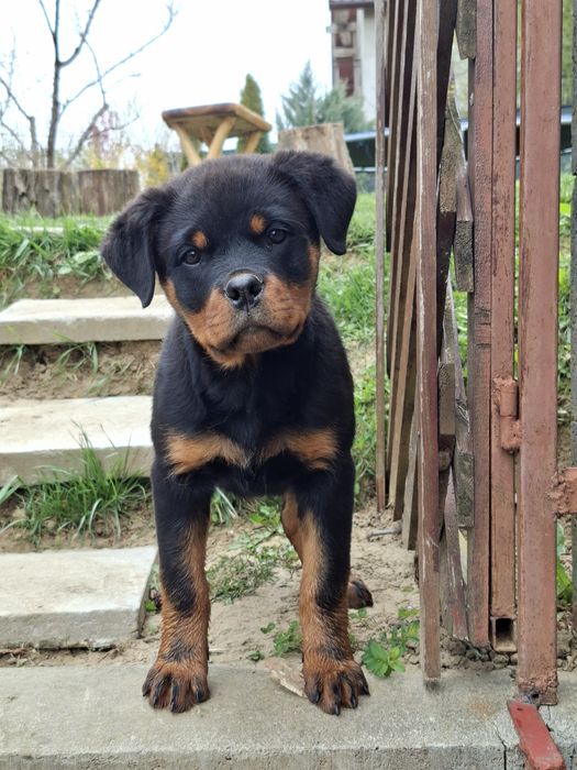 Pui Rottweiler (Femela) cu Pedigree