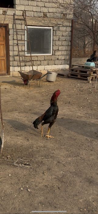 Бойцовый Кораз сатылады