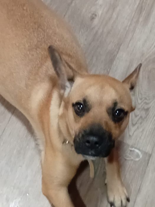 Отдадим собаку в хорошие руки.