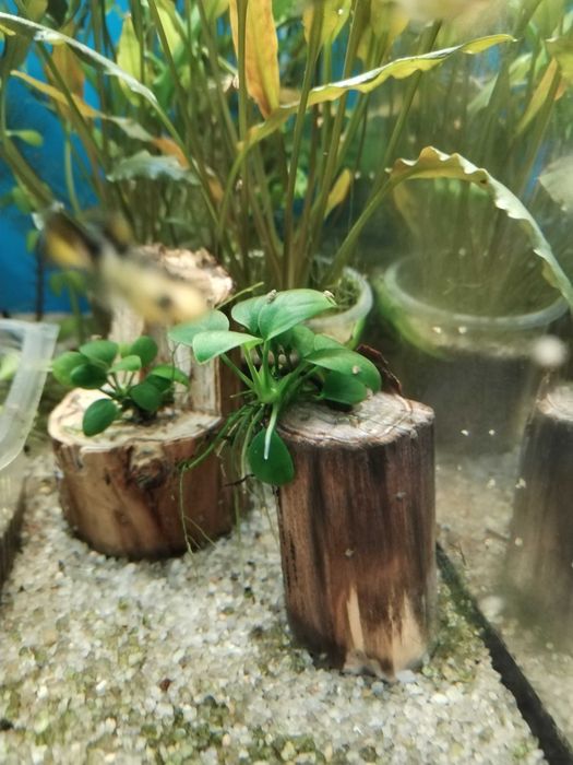 .Анубиас (лат. Anubias)