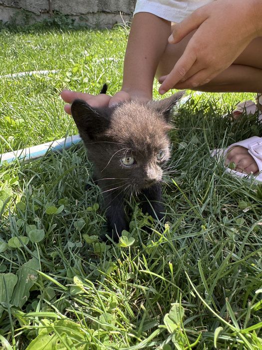 5 котят в добрые руки