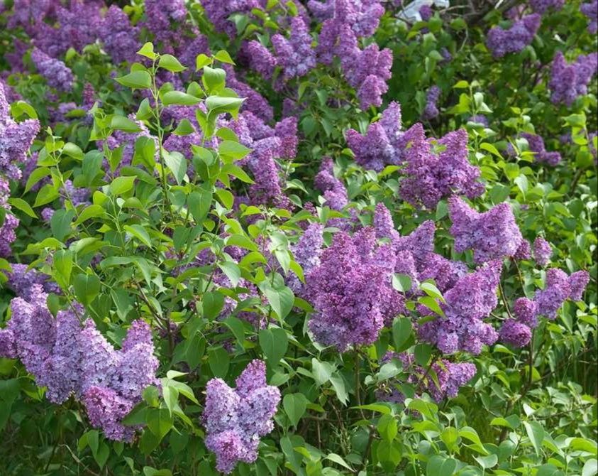 Люляк корен за пресаждане