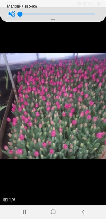 Тюльпаны к  8 марта