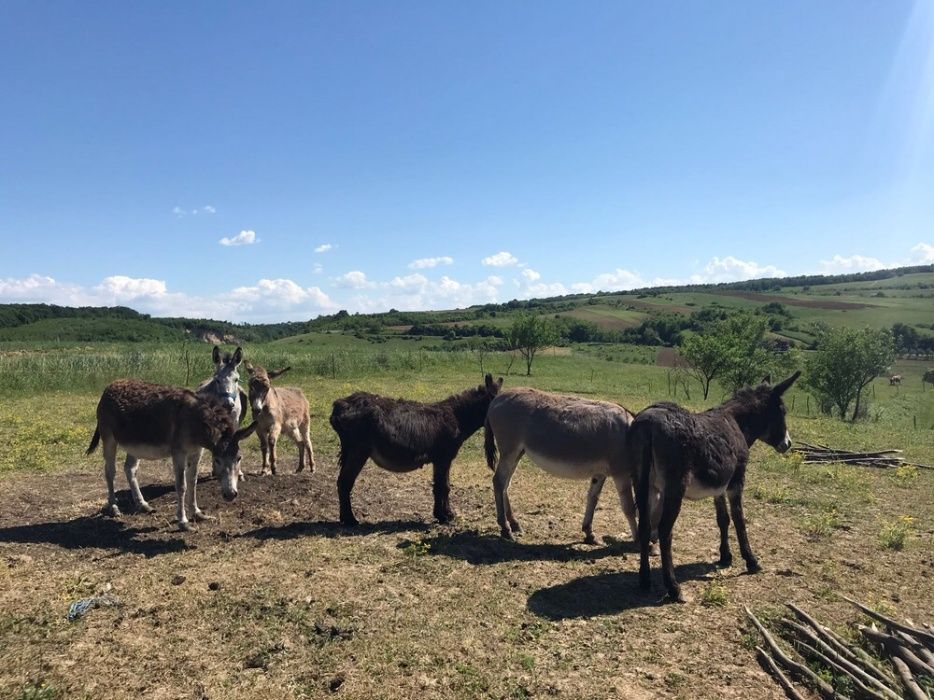 Vand lapte de magarita