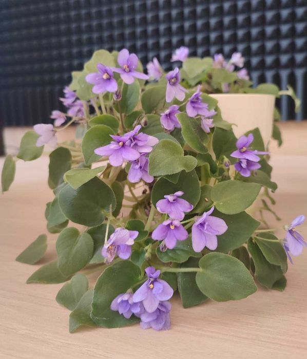 Мини фиалка ампельная