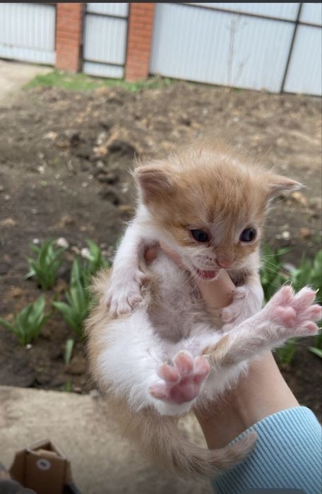 Пушистые малыши ищут заботливую семью