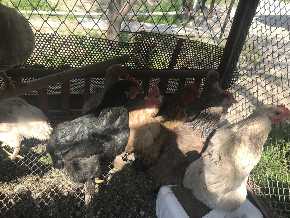 Куры                 .