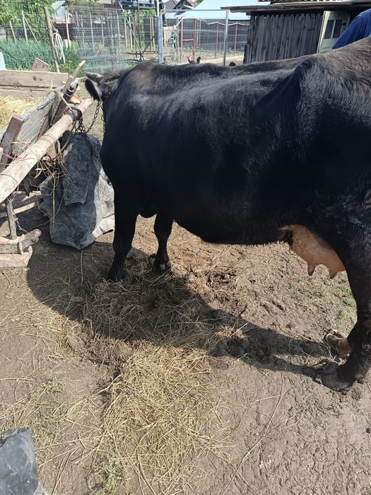 Vînd vaca tanara