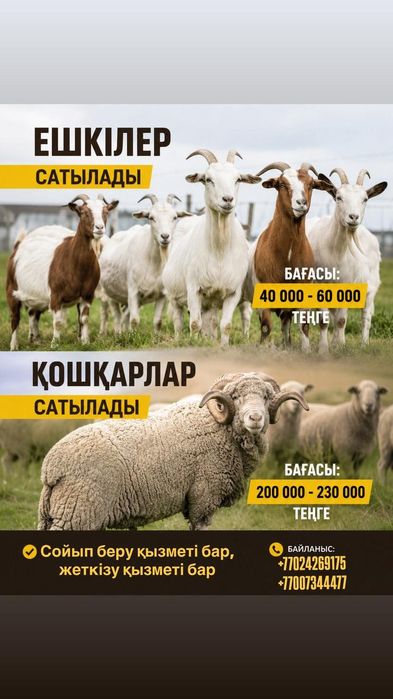 Қой, ешкі, қошқарлар сатылымда!