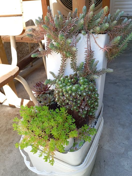 Градински цветя многогодишни