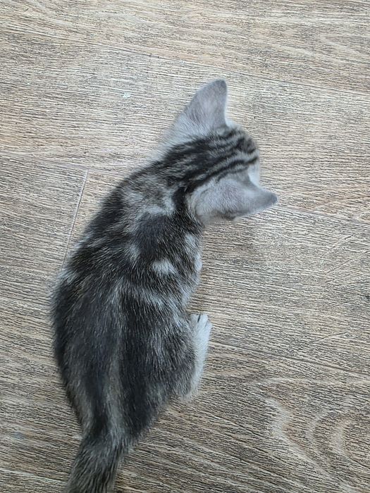 Продам котят шотландцев