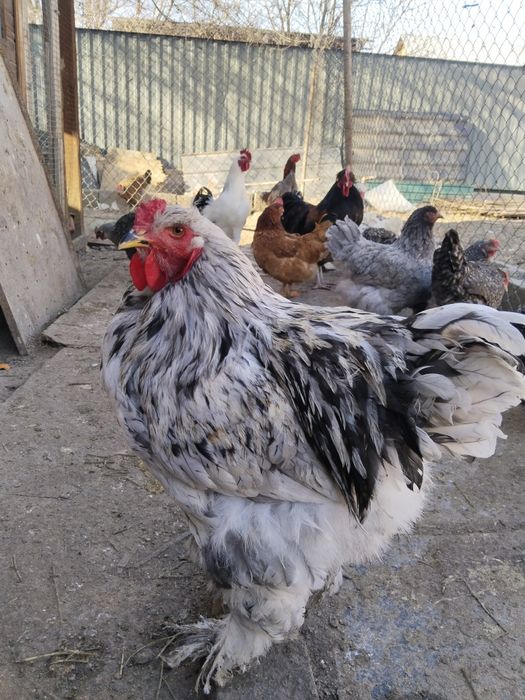 Продам петухов брама