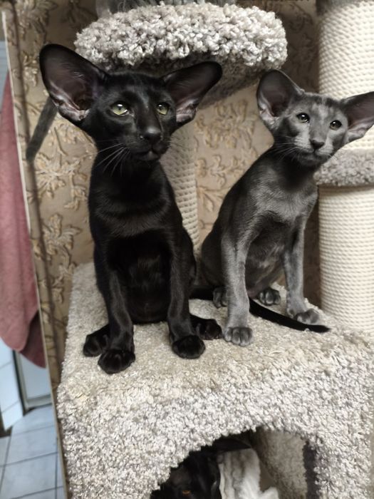 Питомник орсилэнд предлагает резерв ориентальных котят