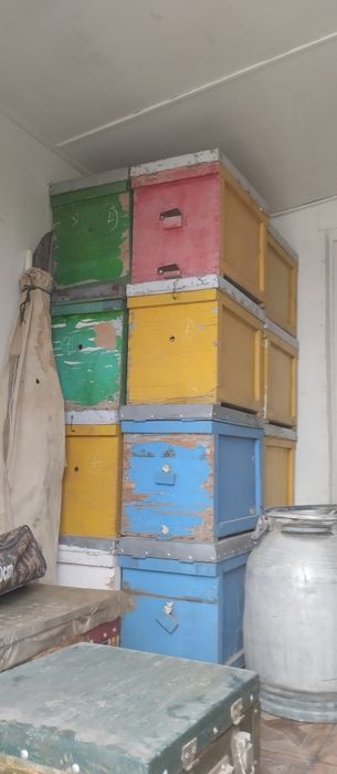 Asal ari oilasi telachkasi kamplekt