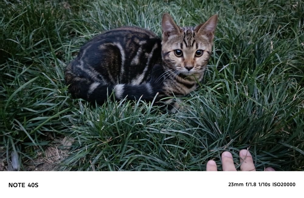 Кошки Бенгальские