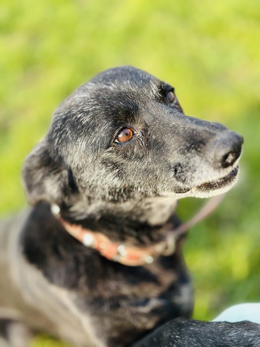 Добрая, ласковая собака ищет семью