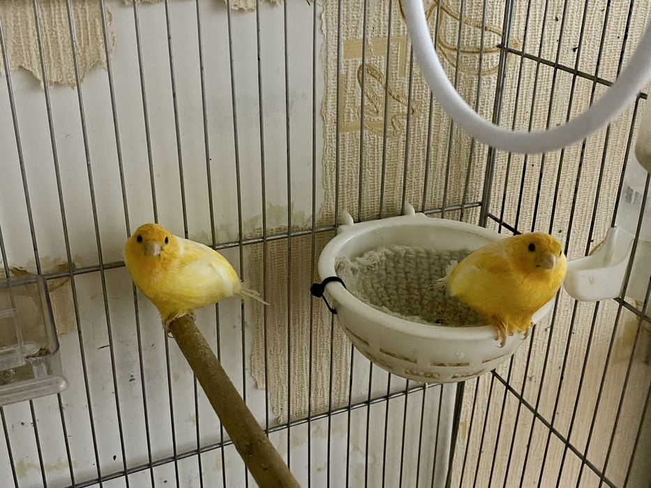 Продаются готовые самки канарейки