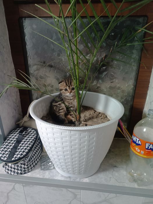 Mramr fold ogl dombo