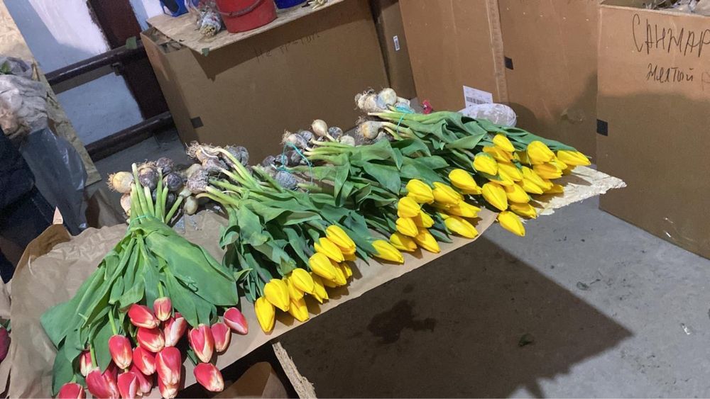 Крупные Тюльпаны