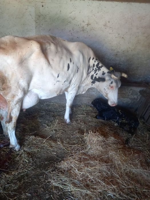 De vânzare doua vaci, una fatata iar una mai are o săptămână până la fătare