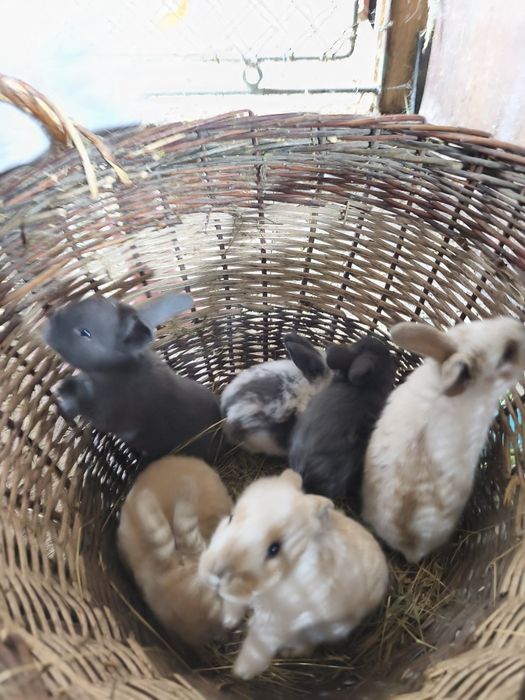 Iepurasi pitici de 1 lunã