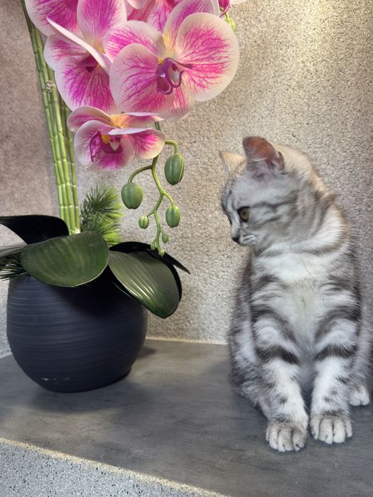 Котенок девочка шотландская