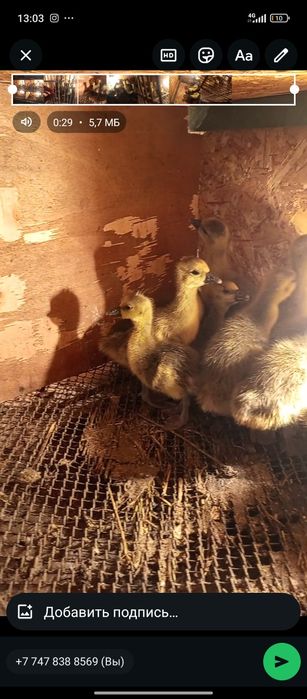 Продаются несушки