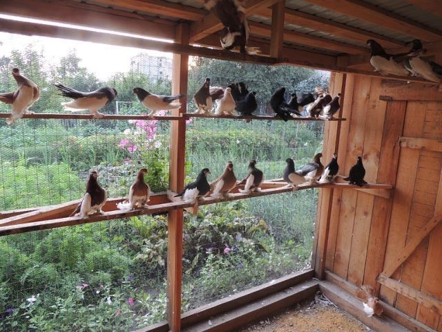 Теплые домики для голубей