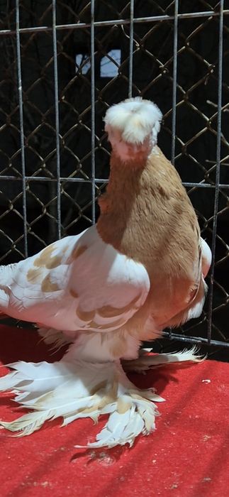 Голубкааааааа аааа