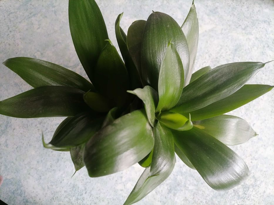 Растение стайно Сансевиера  хани