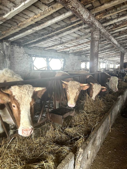 Продам бычков на закол