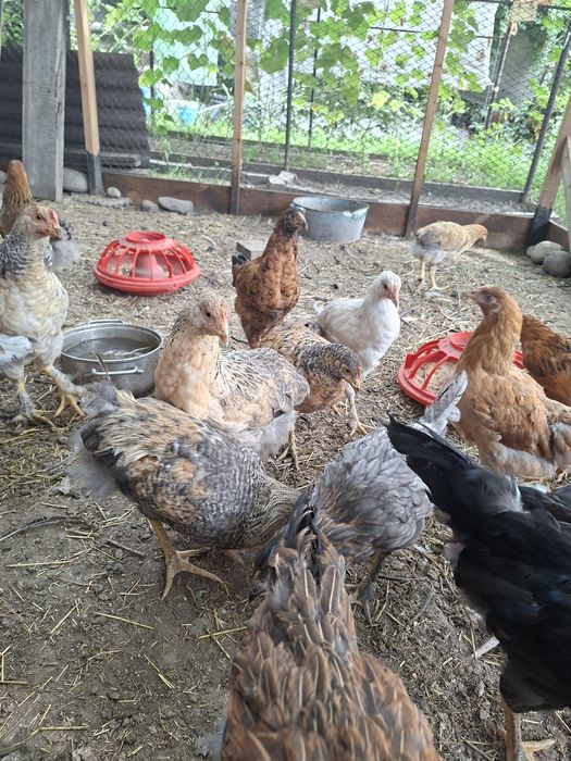 Продам кур ,цыплят
