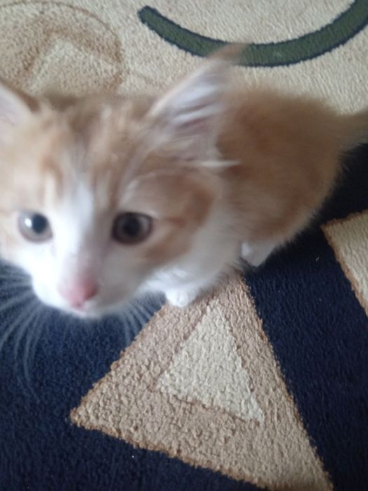 Отдадим даром котёнка