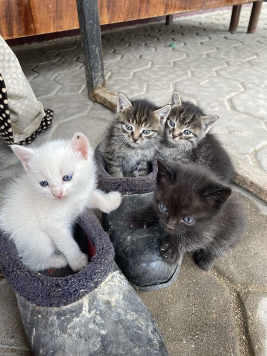 Котята бесплатно