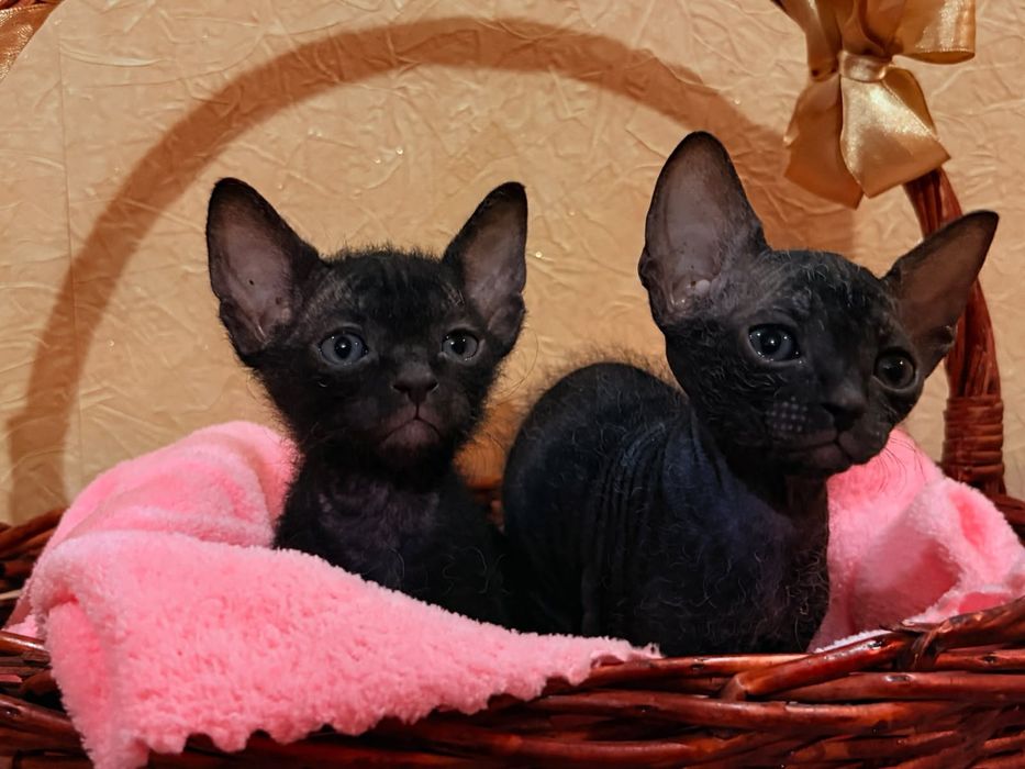 Котята породы канадский сфинкс