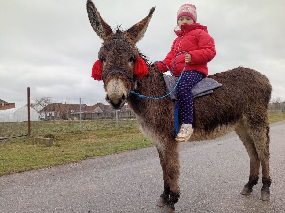 Vând magarita sau schimb cu manza mica