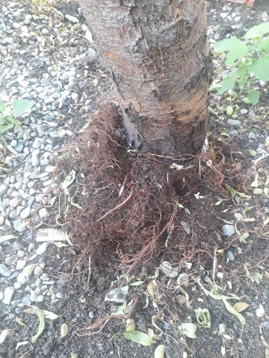 Биогумус Марғилон Қўштепа