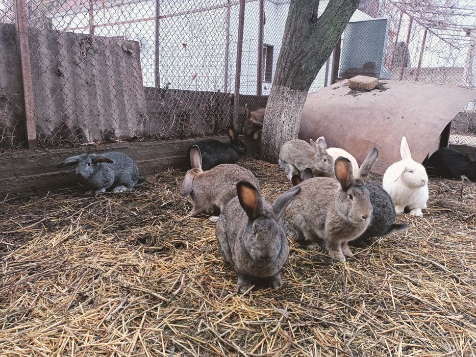 Заец кролик қоян көжектер